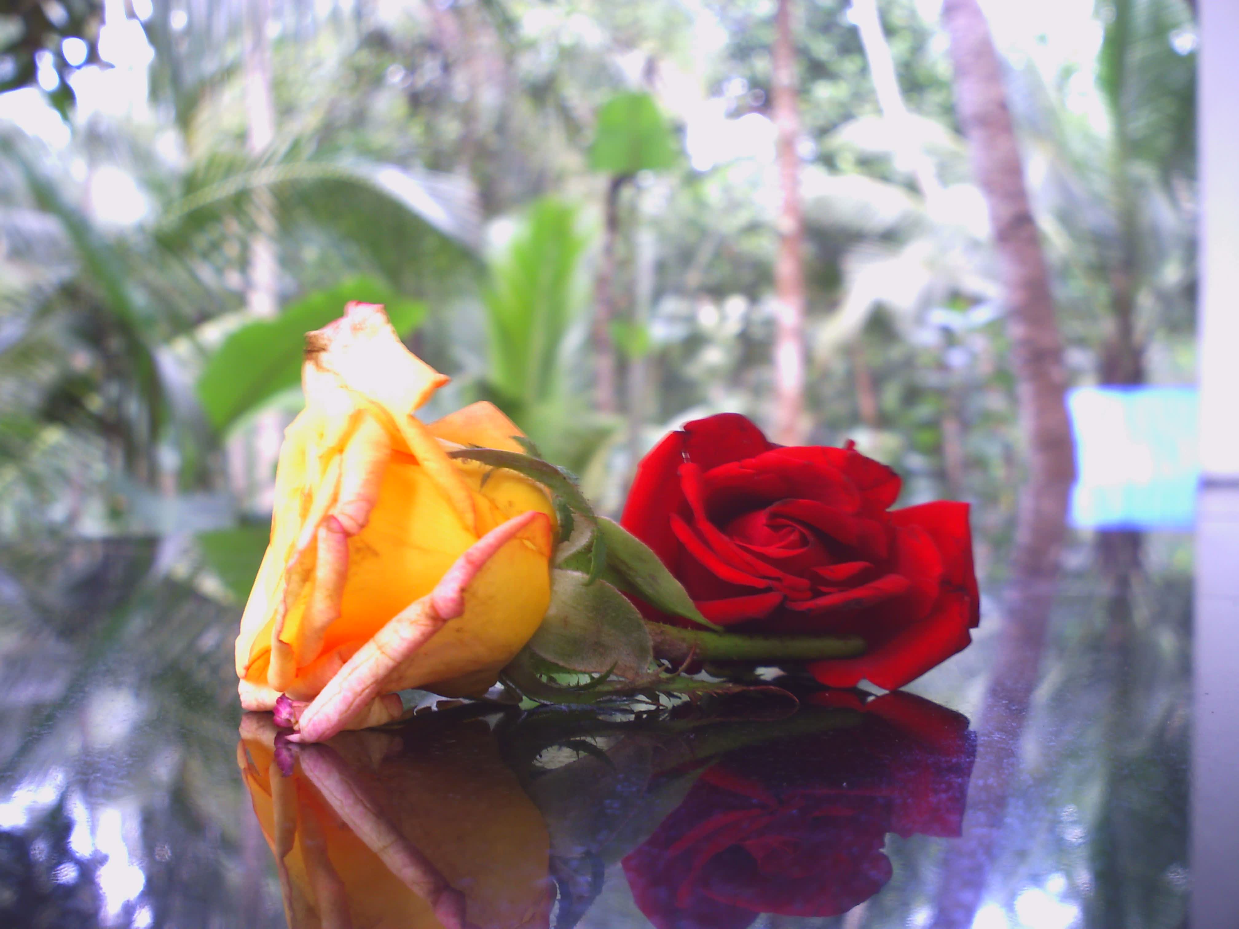 Roses Hamraz